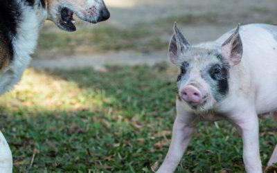 Warum du dich 2018 mit deinem inneren Schweinehund anfreunden solltest.